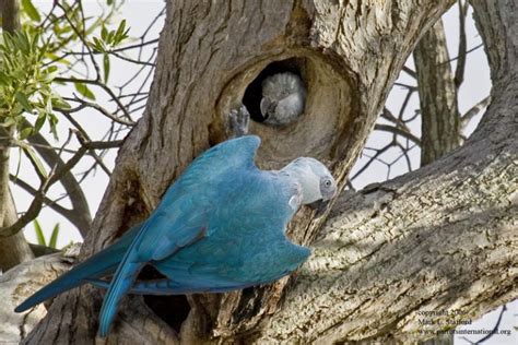 Spix’s Macaw Habitat Purchase and Restoration Project – Parrots ...