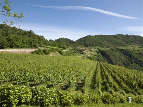 Cantina Lavis. Un patrimonio viticolo nel cuore del Trentino - Bubble's ...
