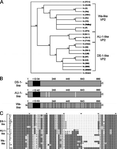 Analysis Of Group A VP2 Amino Acid Sequences A Phylogenetic