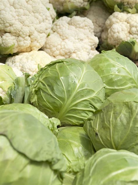 Cauliflower And Cabbage Stock Image Image Of White Eating 14939069