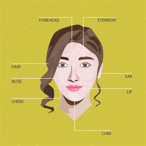 Premium Vector | Face Anatomy Illustration