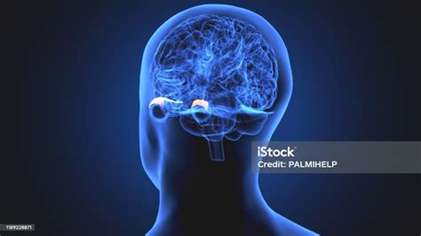 3d Rendered Medically Accurate Illustration Of The Brain Anatomy The ...