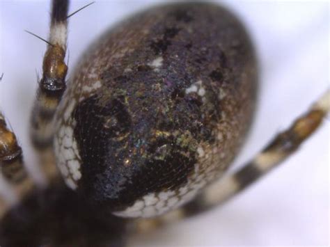 Striped Spider Neriene Digna Bugguidenet