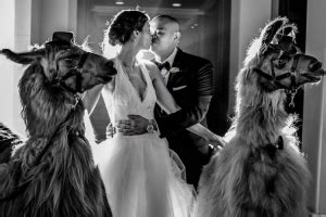 Wedding Llamas Can Turn An Ordinary Wedding Into A Llama Wedding