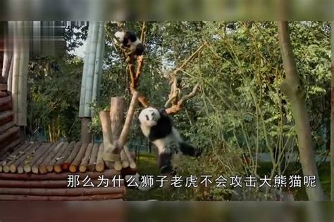 狮子老虎为什么不攻击大熊猫？熊猫的另一个名字，估计你没听说过 大熊猫 攻击 名字