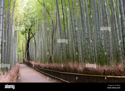 Bamboo Grove Close To Tenryuji Temple Arashiyama Kyoto Japan Stock