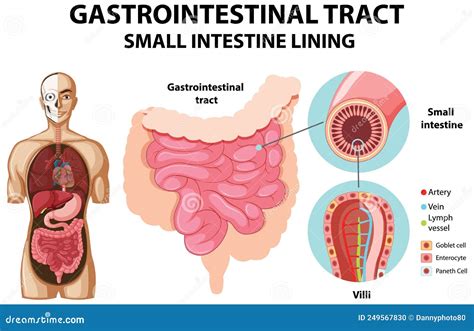 Diagram Showing Gastrointestinal Tract Stock Vector - Illustration of ...