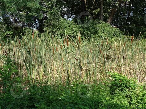 Typha Latifolia Lisca Maggiore Typha Latifolia Lisca Maggiore Typha Tifa Piante