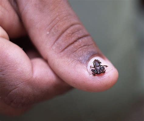 The Smallest Frog In The World