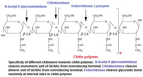 Chitinase