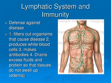 Ppt Lymphatic System And Immunity Powerpoint Presentation Free