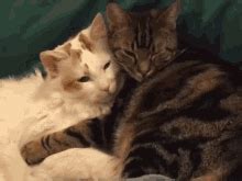 Two Cats Hugging GIFs | Tenor