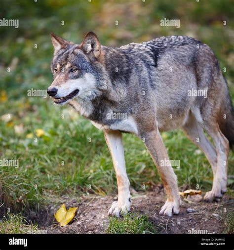 Gray Eurasian Wolf Canis Lupus Stock Photo Alamy