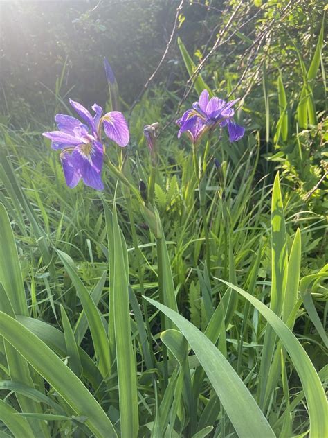 Southern Blue Flag From Washington County Us Ri Us On May 21 2023 At