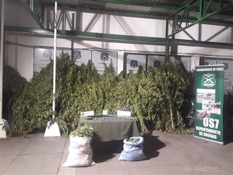 Descubren Tres Invernaderos Con Plantas De Marihuana En Puerto