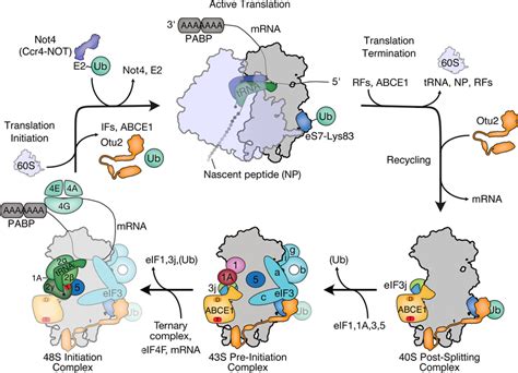 Model For The Es Ubiquitination Deubiquitination Cycle During