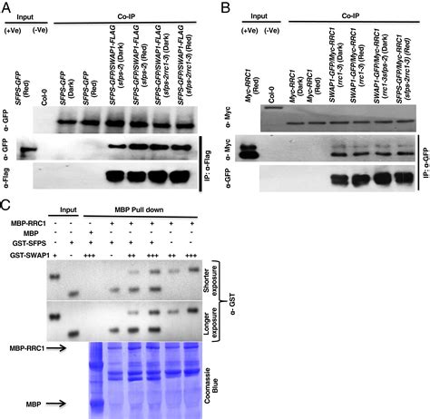 Swap Sfps Rrc Splicing Factor Complex Modulates Pre Mrna Splicing To