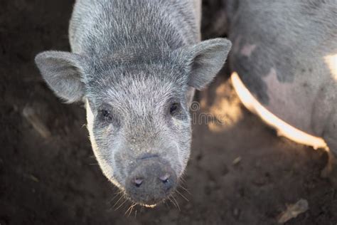 A large white pig stock photo. Image of growth, countryside - 99732416