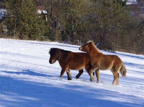 Schnee Islandpferde Offenstall