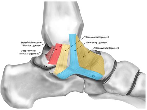 Deltoid Ligament Sprain Exercises