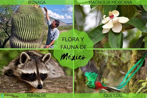 Flora Y Fauna De M Xico Caracter Sticas Y Ejemplos 26400 The Best