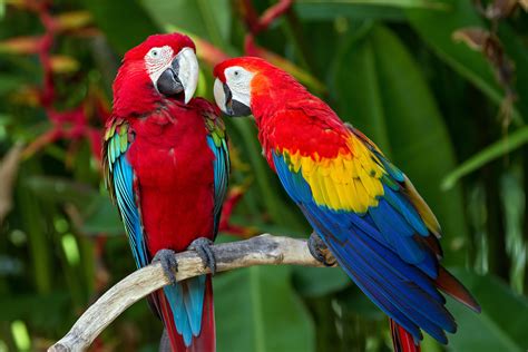 Guacamaya Wallpapers Top Free Guacamaya Backgrounds Wallpaperaccess