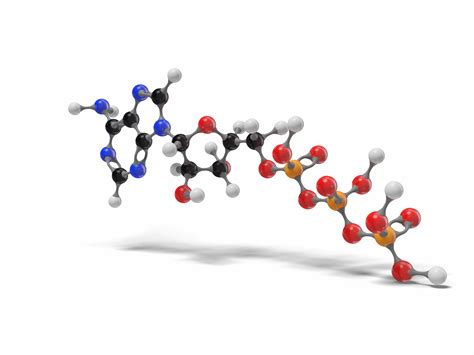 Adenosine Triphosphate 3d