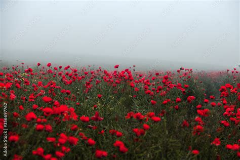 Beautiful field of red poppies in the sunset light. close up of red poppy flowers in a field ...