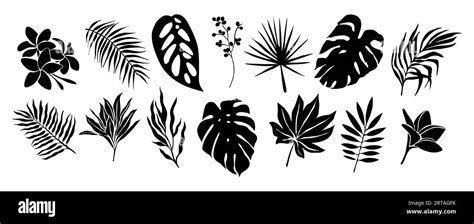 Set Of Black Silhouettes Of Tropical Leaves Vector Stock Vector Image