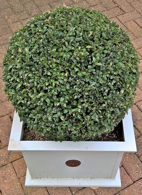 Buxus Snoeien Wanneer Waarom En Hoe Moowy