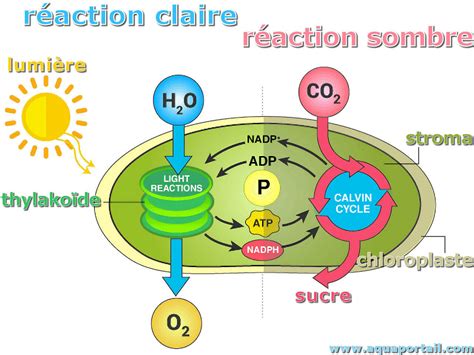 Réactions du cycle de Calvin Benson définition et explications