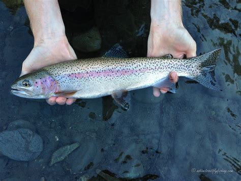 Native Trout Fly Fishing Coastal Rainbow Trout