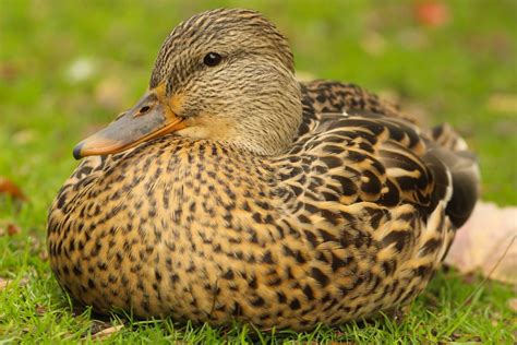 Download Duck Bird Animal Mallard Hd Wallpaper