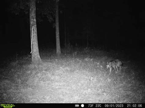 Wolf Sightings Why And How To Report Encounters