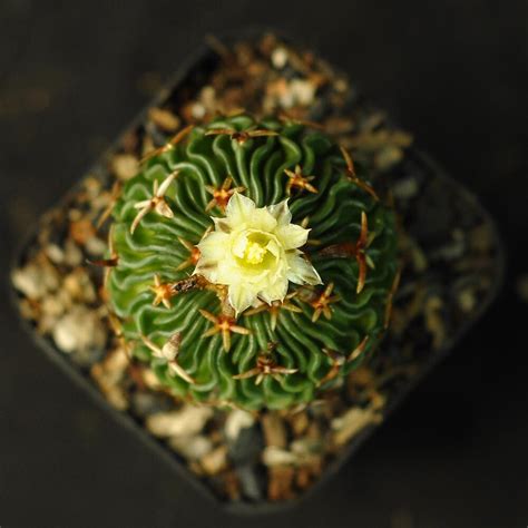 Stenocactus Phyllacanthus Ex Stenocactus Tricuspidatus India S 1