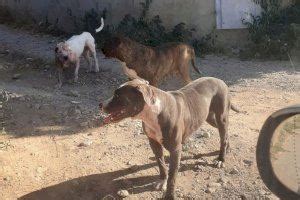 Jaur A Perros Picassent La Jaur A De Perros Pitbull Capturada En