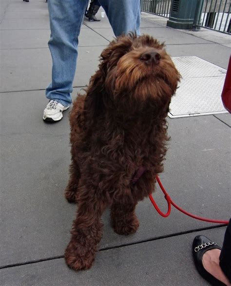 …and then you contemplate the misery of the canine condition… | The