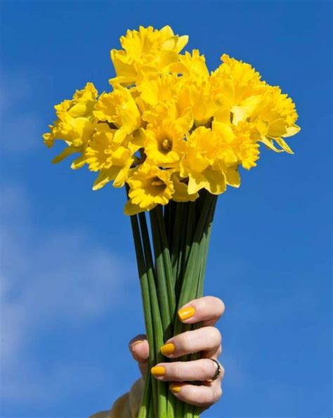 Daffodil Day 2024 Nz - Emily Ingunna