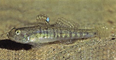 Caucasian Dwarf Goby Knipowitschia Caucasica Adriaticnature