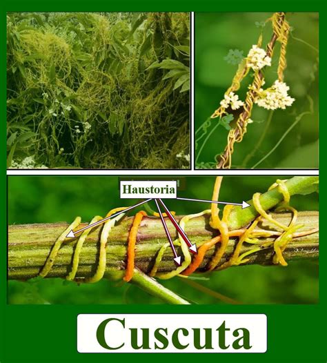 Haustoria or sucking roots occurs in(a) Betel(b) Orchid(c) Cuscuta(d ...