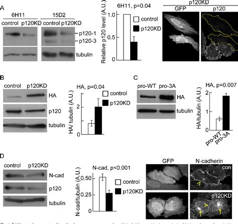 Figure From P Catenin Regulates Early Trafficking Stages Of The N