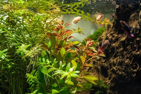 Background Aquarium Plants — Buce Plant