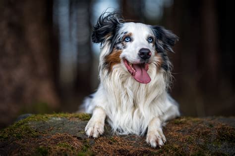 Animal Australian Shepherd 4k Ultra Hd Wallpaper