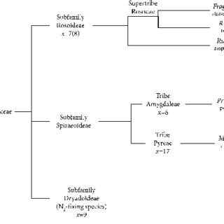 Simplified And Abbreviated Rosaceae Phylogeny The Diagram Represents