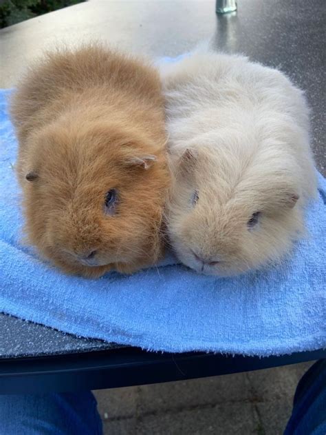 Pin On Ch Teddy Guinea Pig Cavia