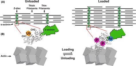 Cardiomyocyte External Mechanical Unloading Activates Modifications Of