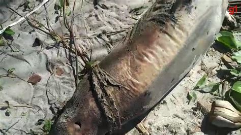 Boto cinza é encontrado morto em praia de Ilhéus no sul da Bahia