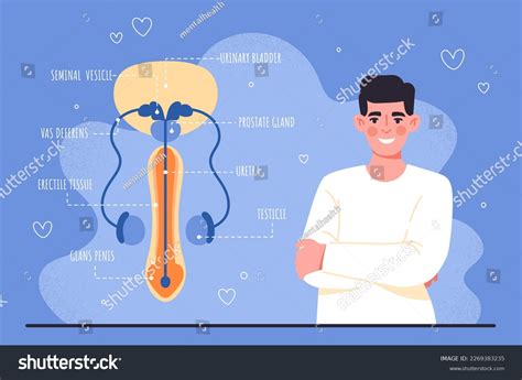 Male Reproductive System Sex Education Infographic Stock Vector