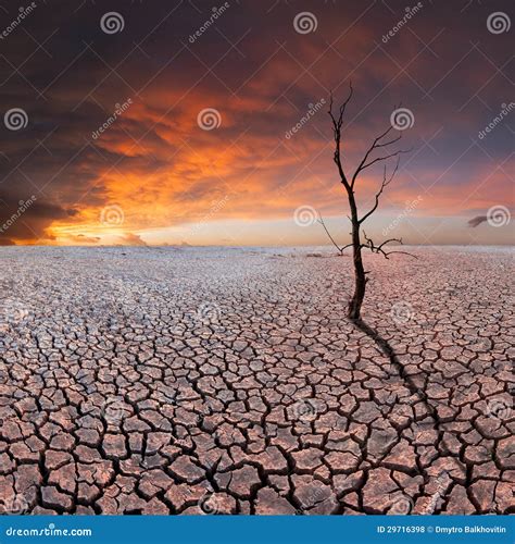 Rbol Seco En La Tierra Seca Foto De Archivo Imagen De Suciedad