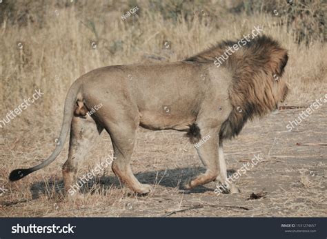 Young Male Lion Magnificent Mane Large Stock Photo 1531274657 ...